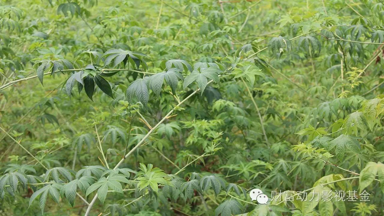 白癜风需要补硒的药物(新硒望科学补硒协会)-硒宝网
