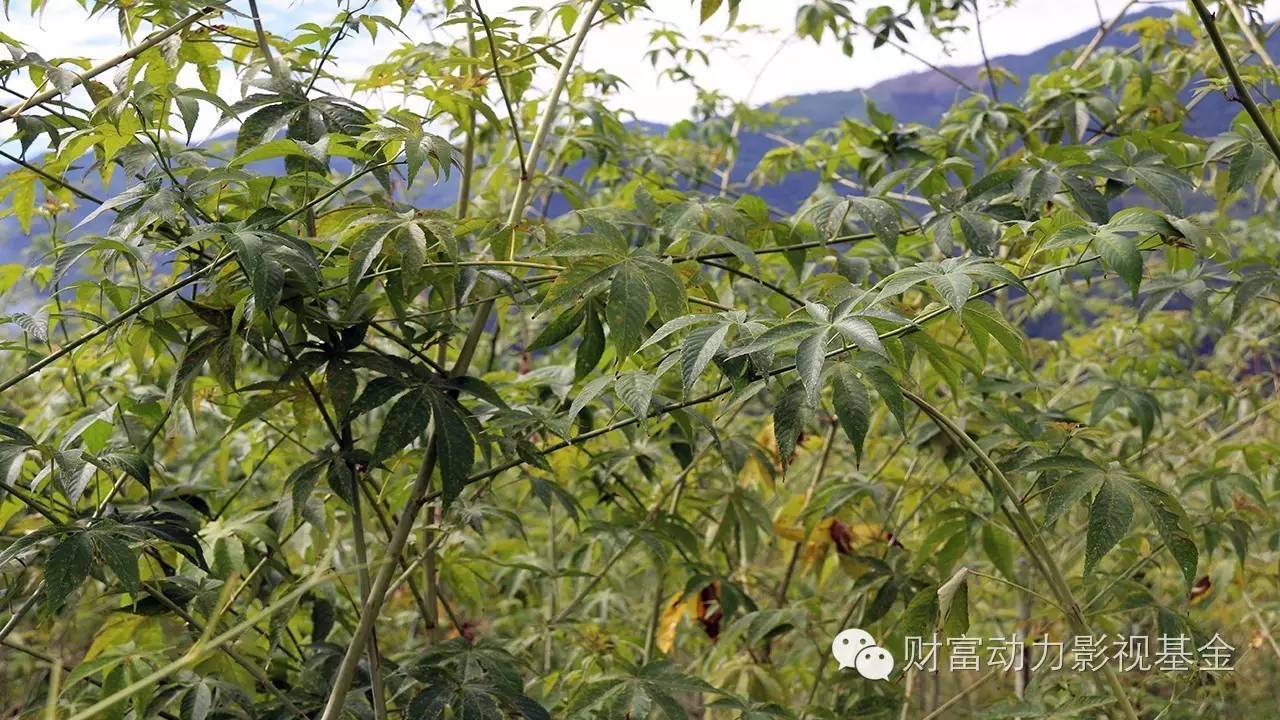 白癜风需要补硒的药物(新硒望科学补硒协会)-硒宝网