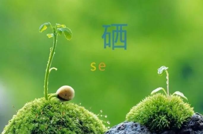 补硒性价比最高的食物(什么食物硒元素高)-硒宝网