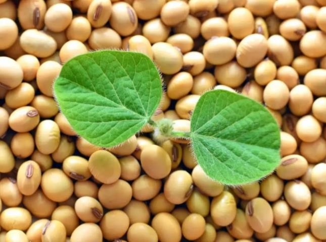 补硒性价比最高的食物(什么食物硒元素高)-硒宝网