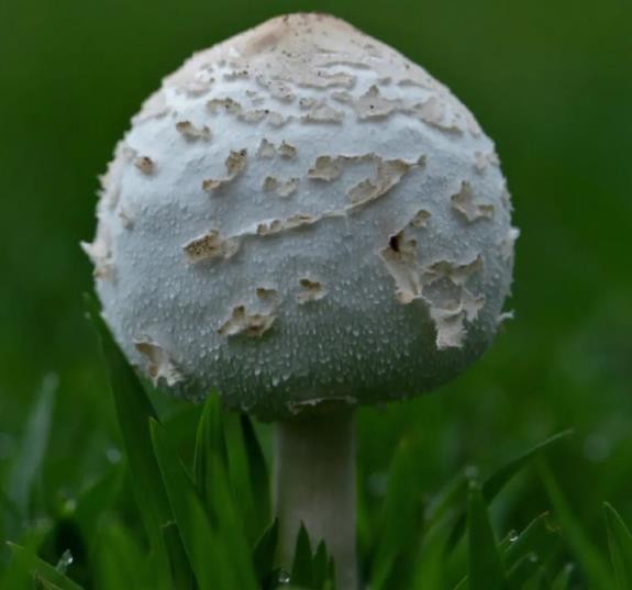 补硒性价比最高的食物(什么食物硒元素高)-硒宝网