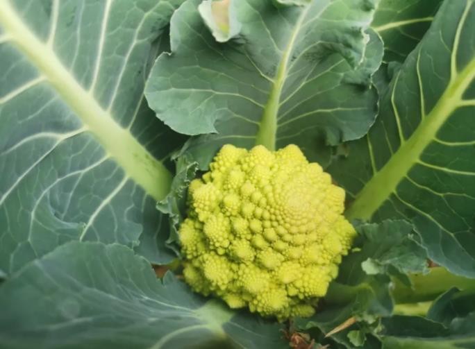 补硒性价比最高的食物(什么食物硒元素高)-硒宝网