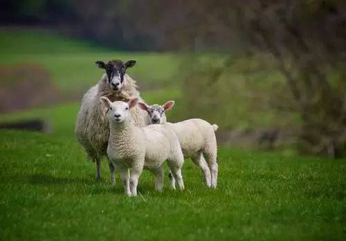 羊羔补硒多了中毒咋办（羊羔硒中毒了怎么治）-硒宝网