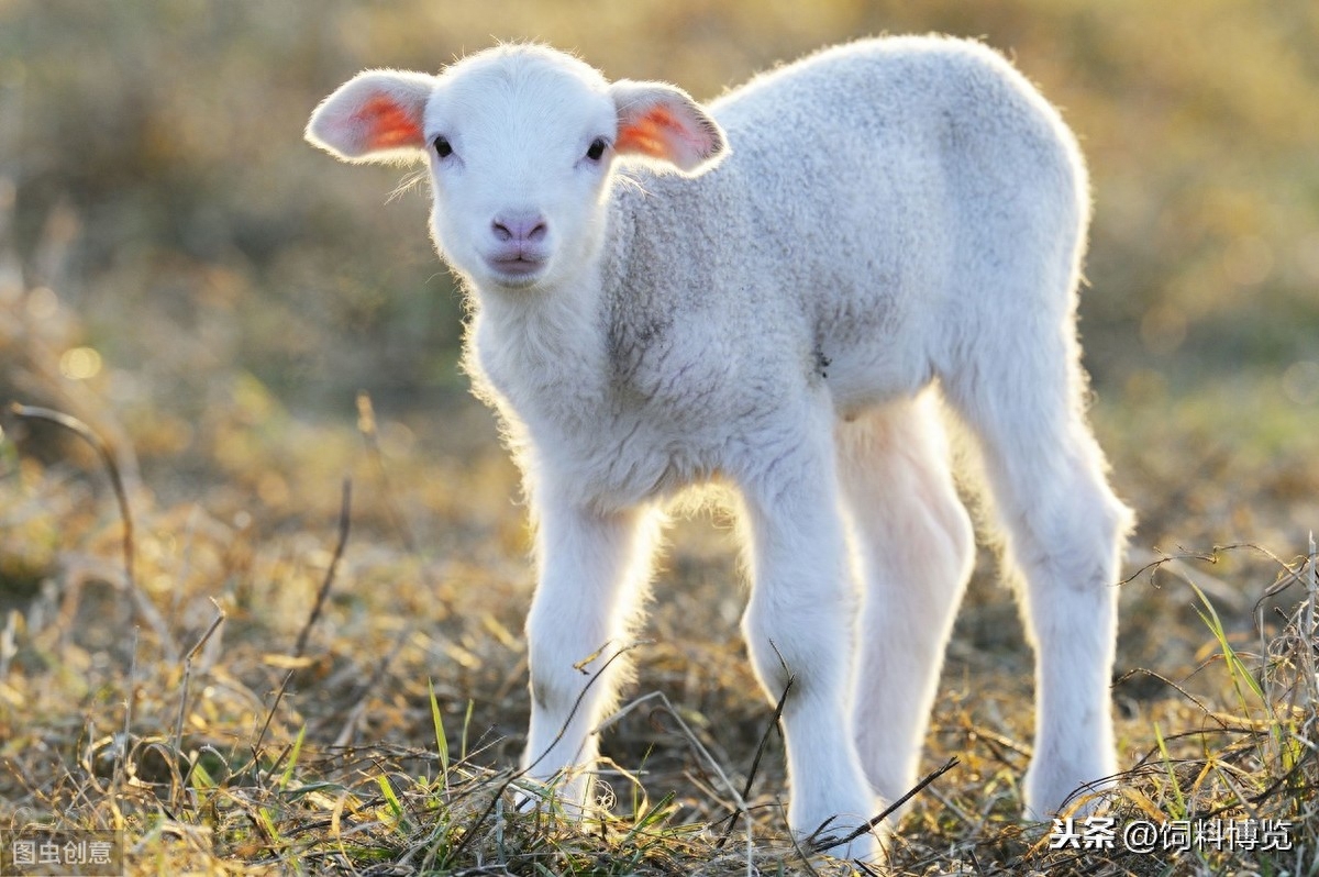 补硒对甲状腺结节好处（甲状腺结节吃硒片好吗）-硒宝网