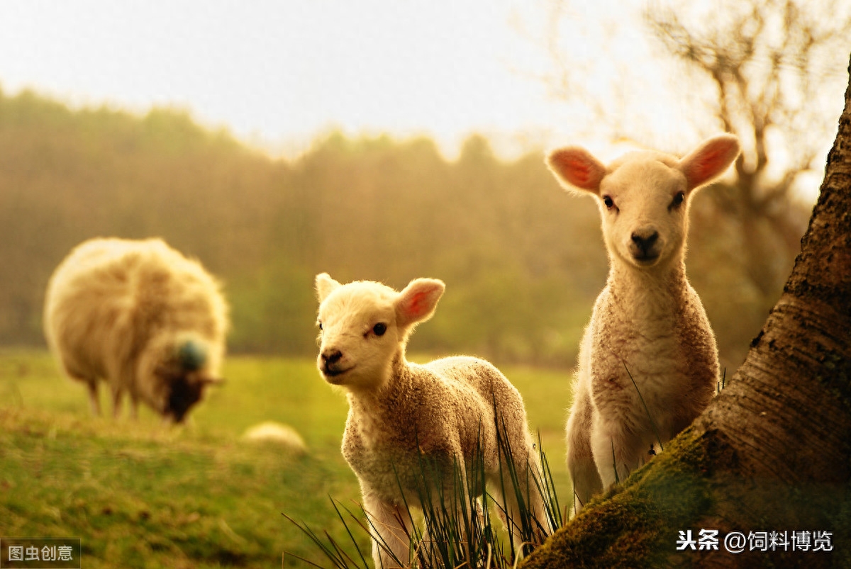 补硒对甲状腺结节好处（甲状腺结节吃硒片好吗）-硒宝网