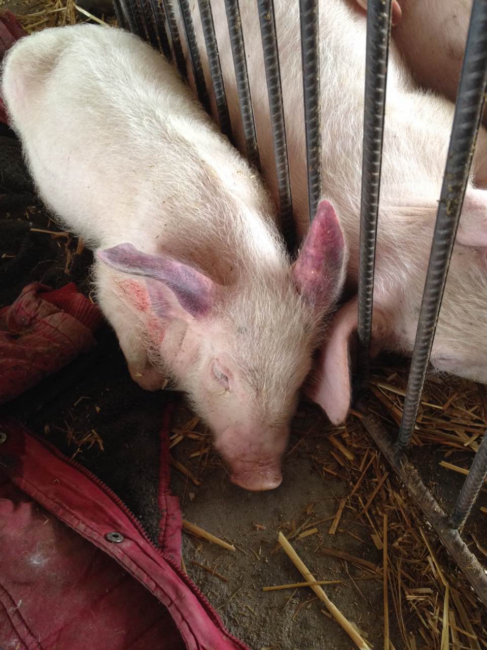 仔猪补硒过敏什么症状（仔猪硒缺乏症）-硒宝网