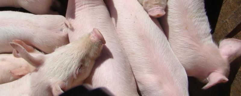 仔猪补硒过敏什么症状（仔猪硒缺乏症）-硒宝网