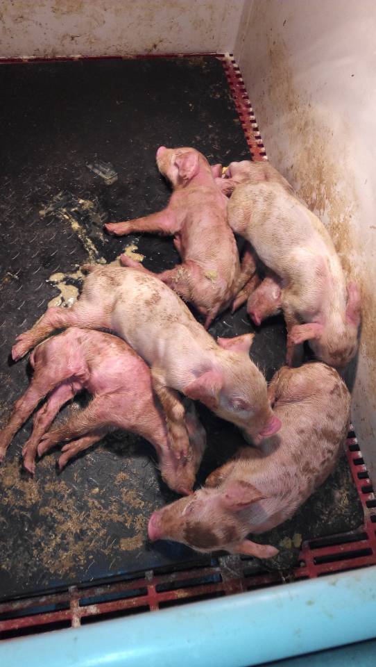 仔猪补硒过敏什么症状（仔猪硒缺乏症）-硒宝网