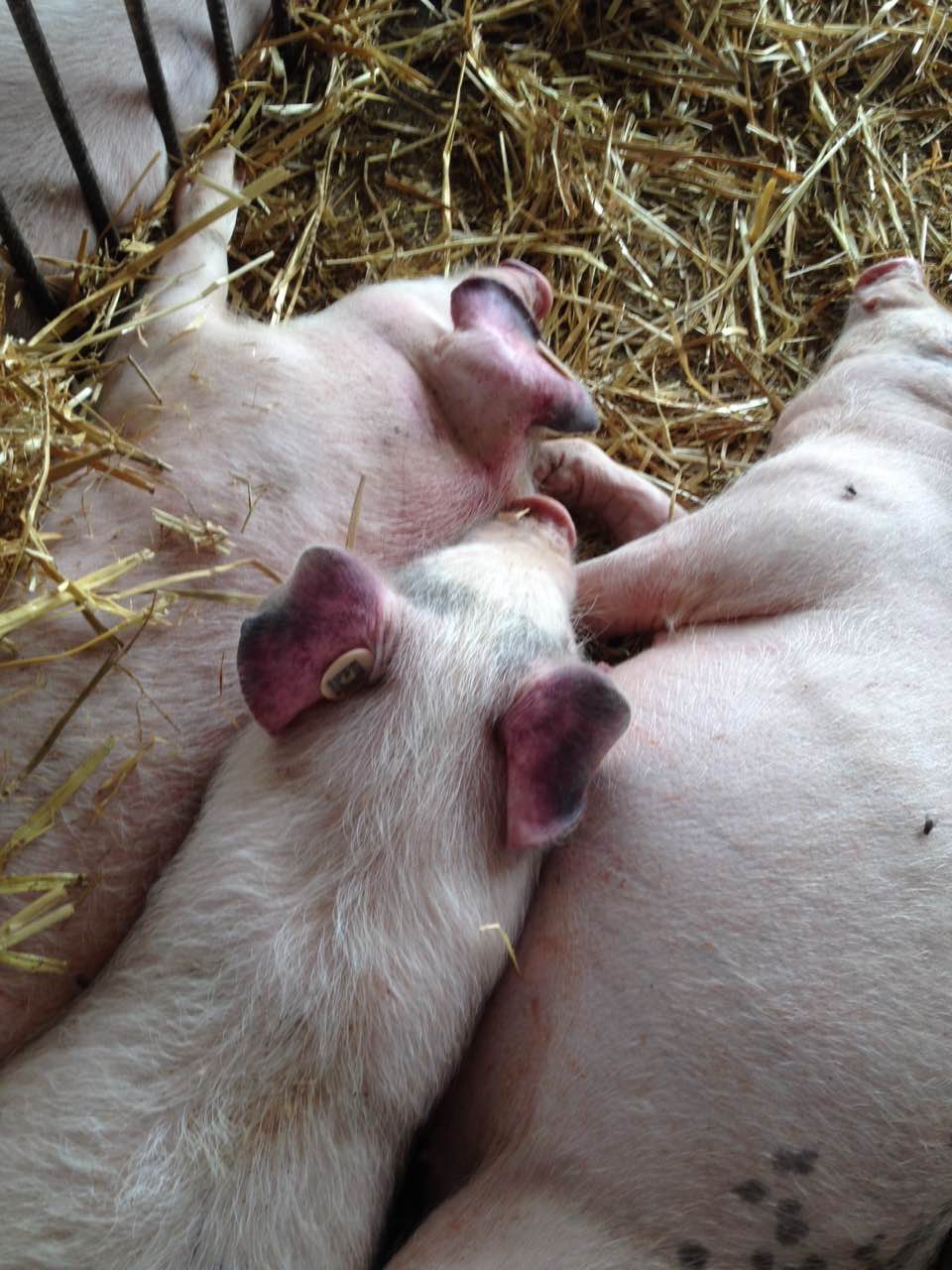 仔猪补硒过敏什么症状（仔猪硒缺乏症）-硒宝网