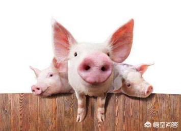 小猪几天补硒几天补铁（仔猪补铁补硒）-硒宝网