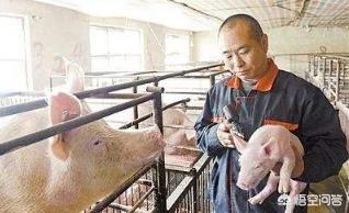 小猪几天补硒几天补铁（仔猪补铁补硒）-硒宝网