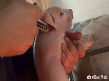 小猪几天补硒几天补铁（仔猪补铁补硒）-硒宝网