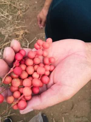 ?；じ卧嗝刻觳苟嗌傥ú刮愿尾』颊哂泻么β穑?硒宝网