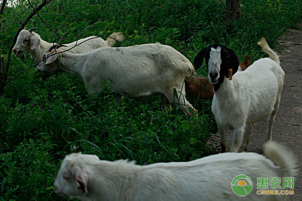 母猪补硒过敏什么症状(过敏母猪症状补硒可以吗)-硒宝网