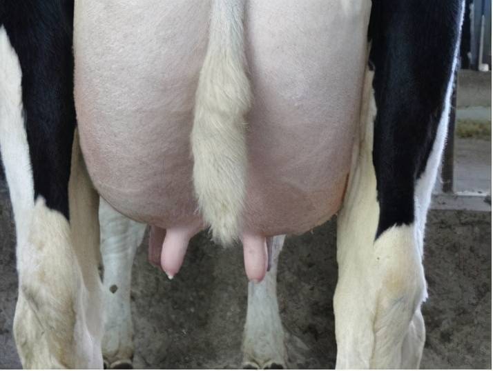 母猪补硒过敏什么症状（补硒过量症状）-硒宝网