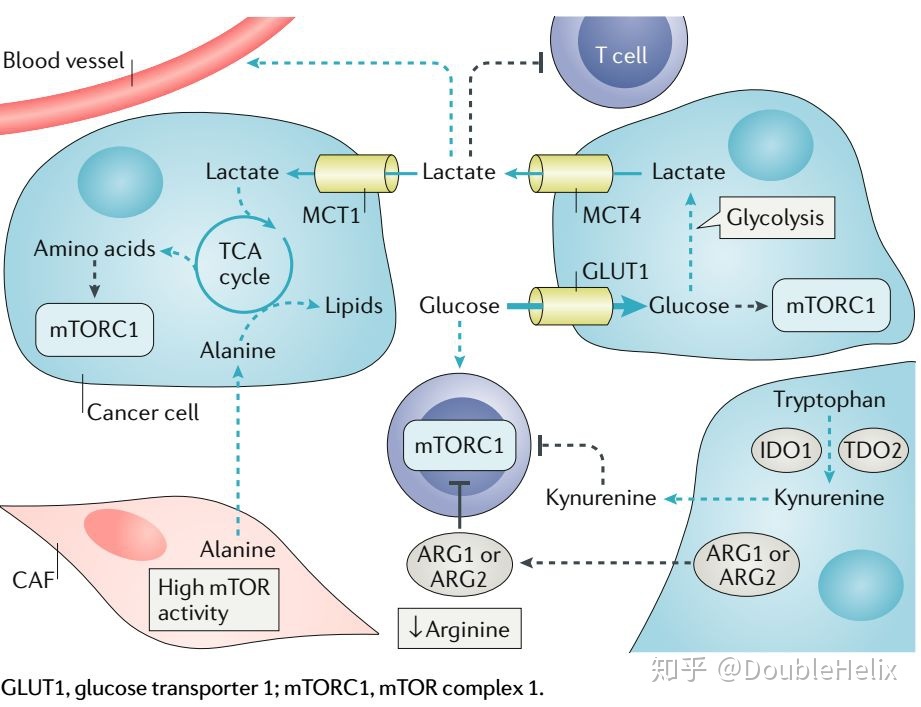 晚期癌症每天补多少硒(癌症晚期喝什么汤最补)-硒宝网
