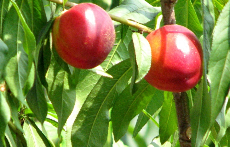 哪些食物可以多吃补硒(补硒会增加食欲吗)-硒宝网
