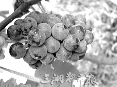 科学补硒文章素材摘抄（科学素材积累）-硒宝网