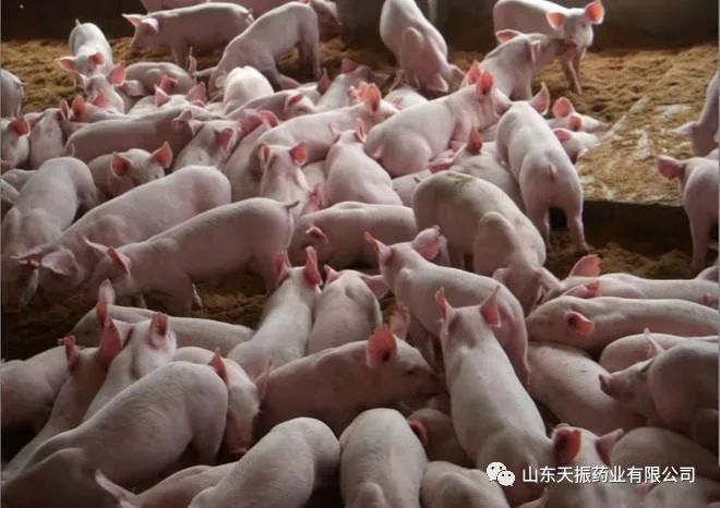 妊娠母猪可以补铁补硒（母猪用补铁吗）-硒宝网