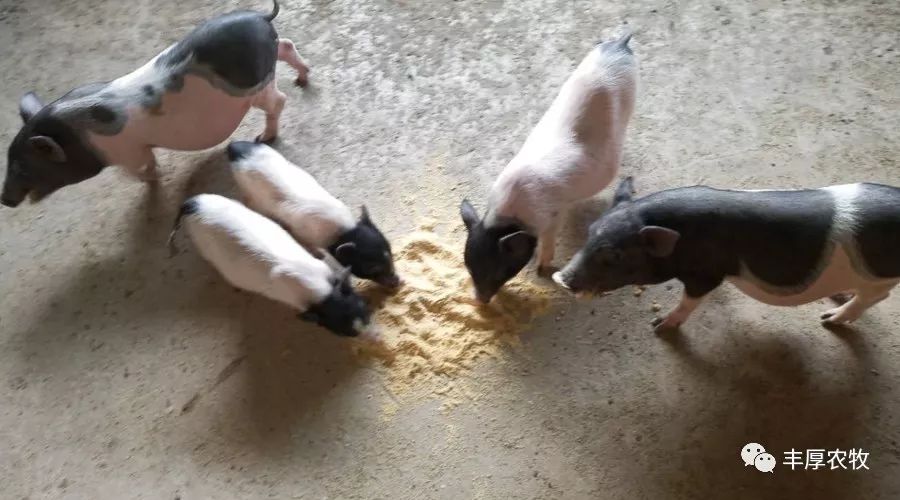 妊娠母猪可以补铁补硒(妊娠母猪补补铁硒可以吗)-硒宝网