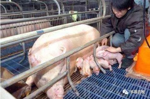 妊娠母猪可以补铁补硒(妊娠母猪补补铁硒可以吗)-硒宝网