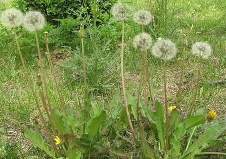 胃癌的人是否可以补硒(胃癌吃硒片有效果吗)-硒宝网