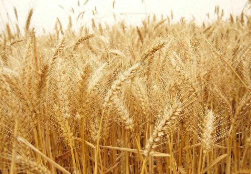 hpv高危为啥要补硒（hpv高危补硒有用吗）-硒宝网