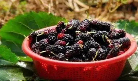 补硒食物提高运动成绩（补硒提高免疫力吗）-硒宝网