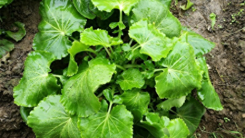 肺癌补硒调理反应多久（肺癌补硒吃什么药）-硒宝网