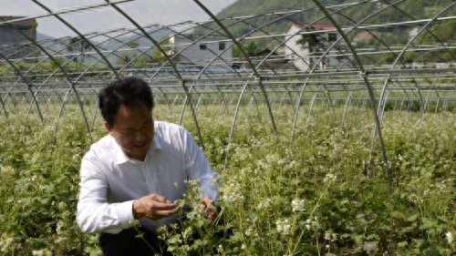肺癌补硒调理反应多久（肺癌补硒吃什么药）-硒宝网