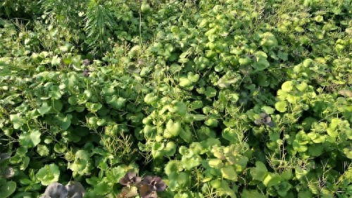 肺癌补硒调理反应多久（肺癌补硒吃什么药）-硒宝网