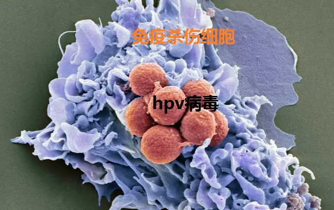 hpv补硒含量是多少(全民补硒工程是传销吗)-硒宝网