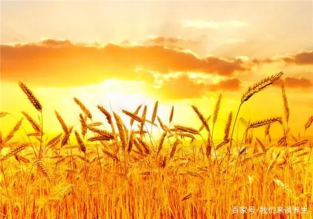 什么蔬菜补硒效果最好(吃什么蔬菜可以补硒)-硒宝网