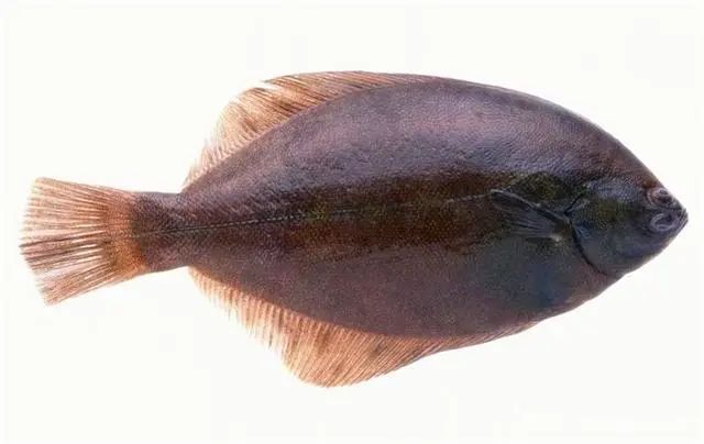 什么蔬菜补硒效果最好(吃什么蔬菜可以补硒)-硒宝网