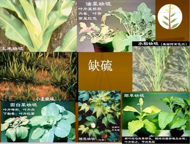 植物硒是什么 如何补(植物硒补多了对人体有害吗)-硒宝网
