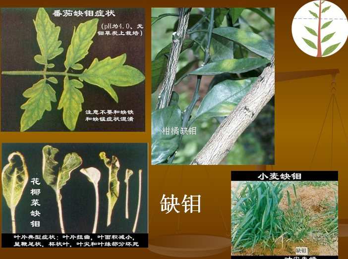 植物硒是什么 如何补(植物硒补多了对人体有害吗)-硒宝网