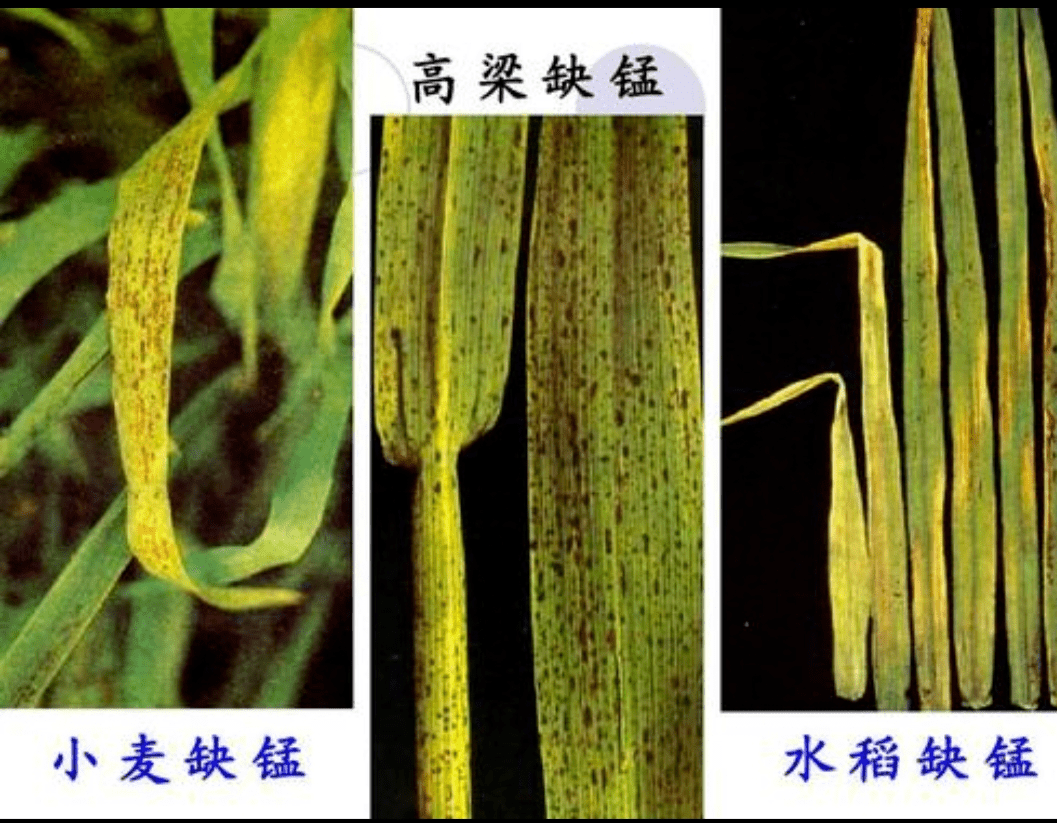 植物硒是什么 如何补(植物硒补多了对人体有害吗)-硒宝网