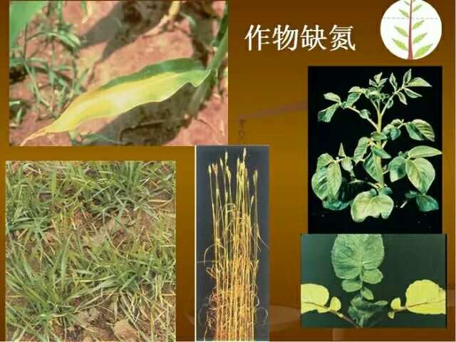 植物硒是什么 如何补(植物硒补多了对人体有害吗)-硒宝网