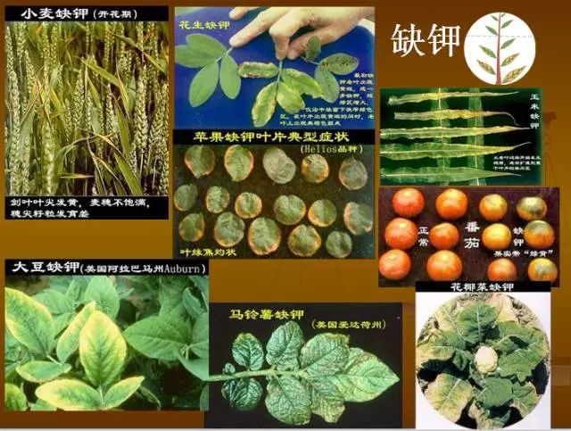 植物硒是什么 如何补(植物硒补多了对人体有害吗)-硒宝网