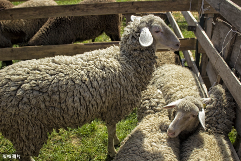 日常补硒 促进肠健康(补硒对肠息肉好处)-硒宝网