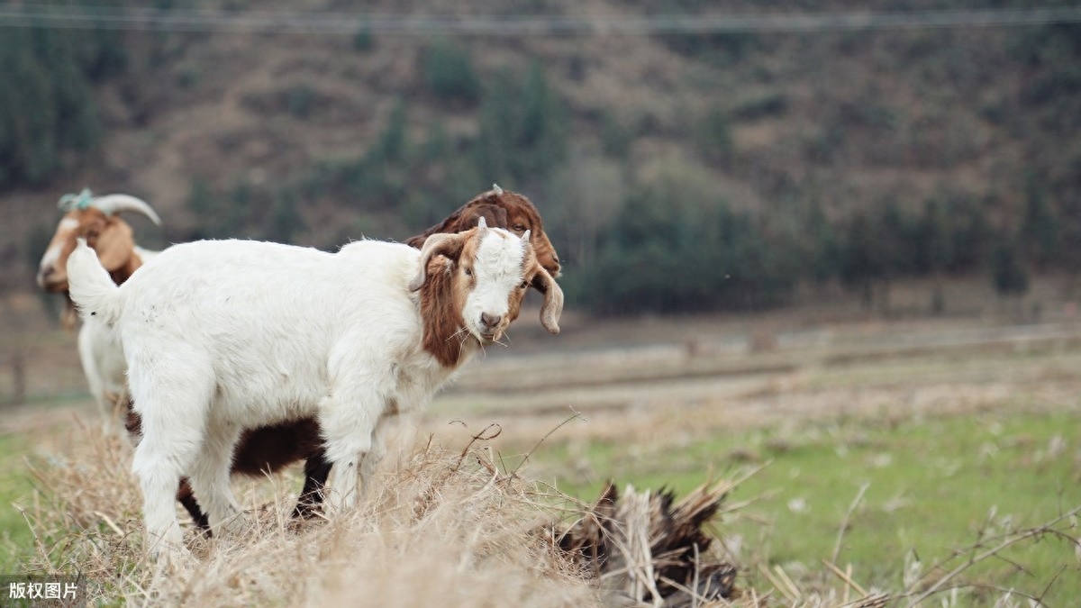 日常补硒 促进肠健康(补硒对肠息肉好处)-硒宝网