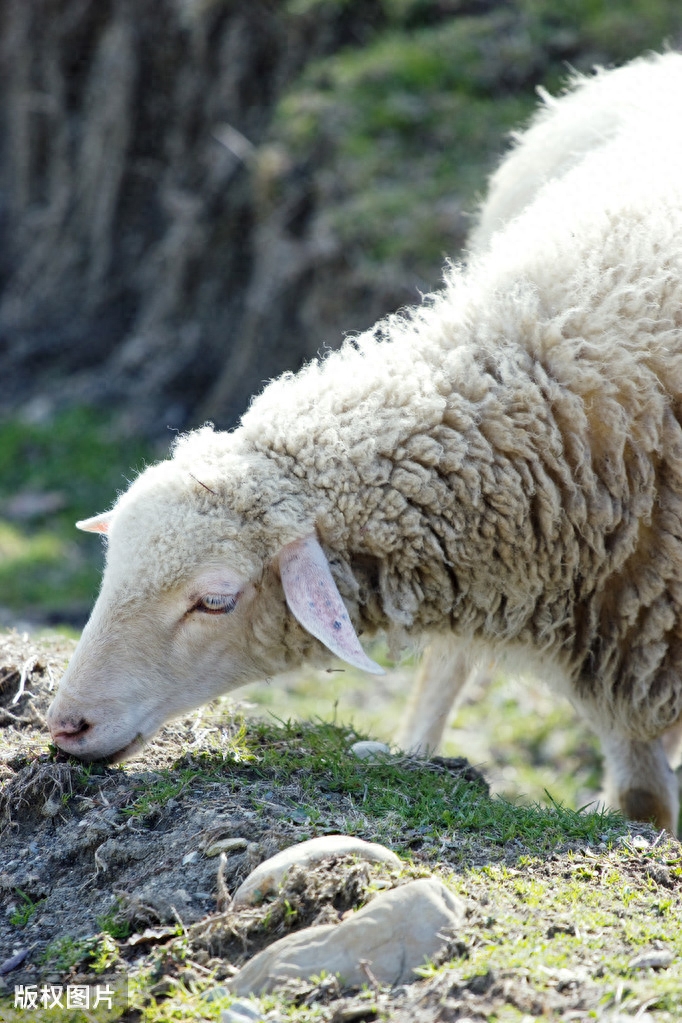 日常补硒 促进肠健康(补硒对肠息肉好处)-硒宝网