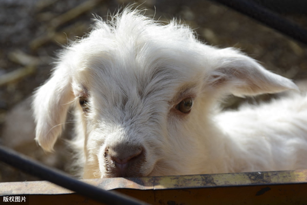 日常补硒 促进肠健康(补硒对肠息肉好处)-硒宝网