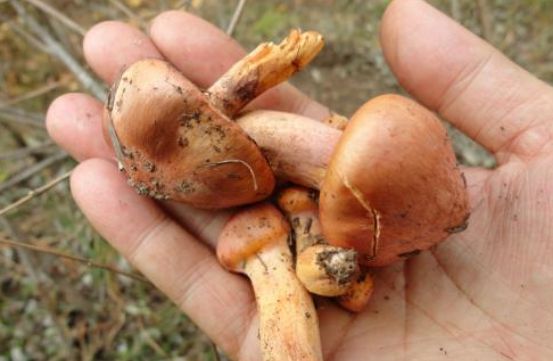 男性怎样补硒元素最好(男性补硒吃什么)-硒宝网