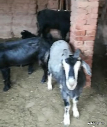 羊要不要补硒呢怎么补(补硒能治疗乙肝吗)-硒宝网