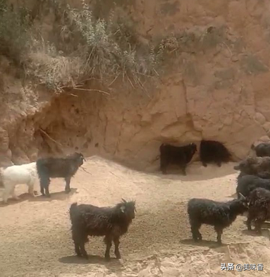 羊要不要补硒呢怎么补(补硒能治疗乙肝吗)-硒宝网