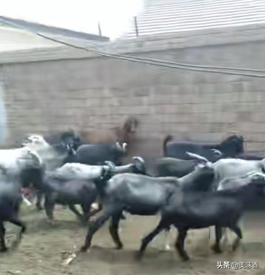 羊要不要补硒呢怎么补(补硒能治疗乙肝吗)-硒宝网