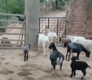 羊要不要补硒呢怎么补(补硒能治疗乙肝吗)-硒宝网