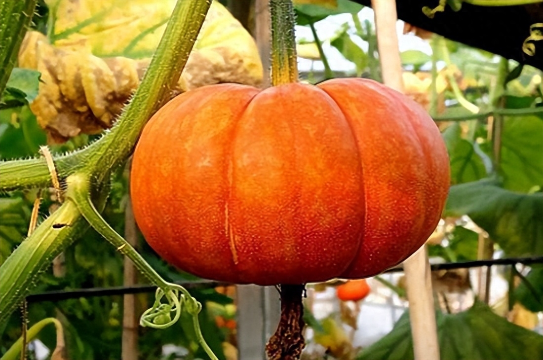 鸡肝补硒怎么样补的快(补硒对肝病患者有好处吗)-硒宝网