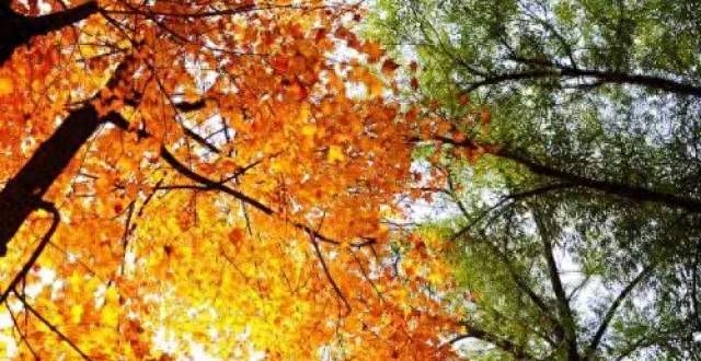 补硒补维C可以一起吃(硒加维生素c吃有什么功效)-硒宝网